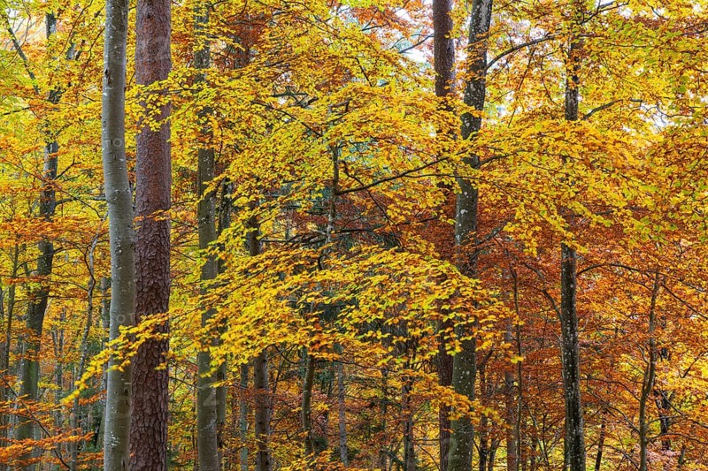 Beech forest (Fagus) in autumn colors, beech plants (Fagaceae), autumn, Leibertingen, Upper Danube nature park Park, Baden-Württemberg, Germany
