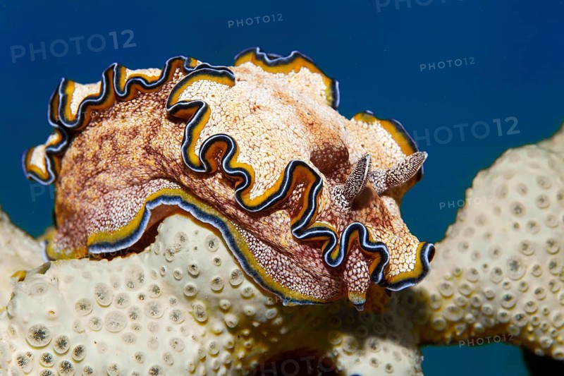 Golden Star Snail (Glossodoris cincta) on sponge, Red Sea, Marsa Alam, Egypt