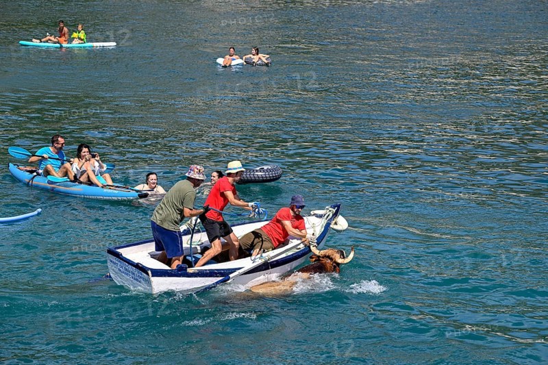 A bull is brought ashore by boat, Bous a la Mar, in English bulls in the sea, bullfighting, Javea or Xàbia, Alicante province, Comunidad Valenciana, Spain