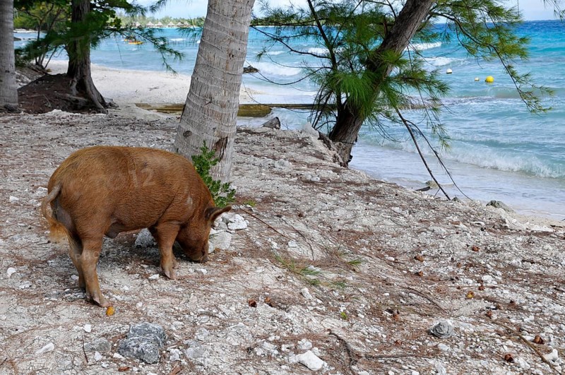 Pig, wild boar on Rangiroa beach in the South Pacific, Tahiti, French Polynesia