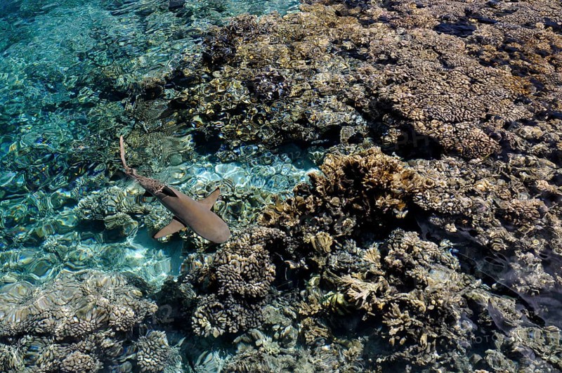 Blacktip reef shark over the corals of Fakarava, South Seas, Tahiti, French Polynesia