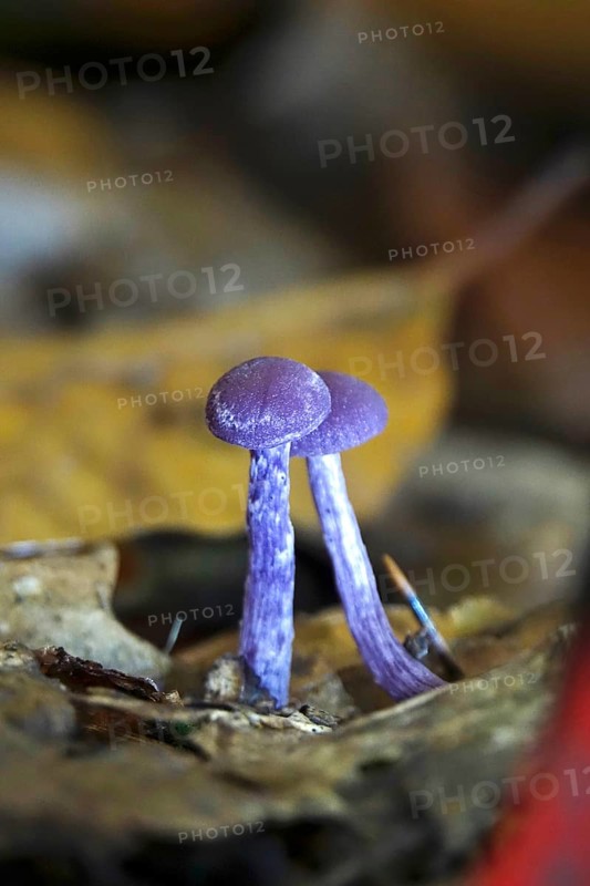 Purple lacquer funnel (Laccaria amethystina) in the forest, autumn time, October, Saxony, Germany