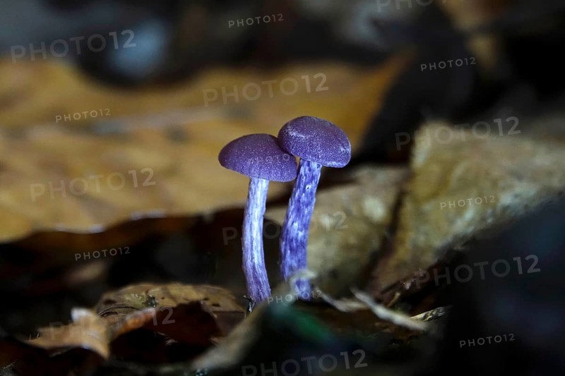 Purple lacquer funnel (Laccaria amethystina) in the forest, autumn time, October, Saxony, Germany