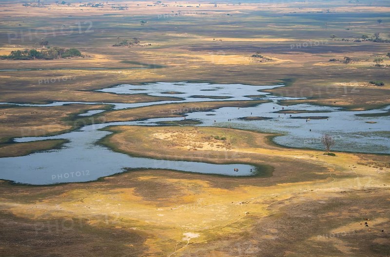 River landscape and grazing herd of cows, aerial view, Okavango Delta, Botswana