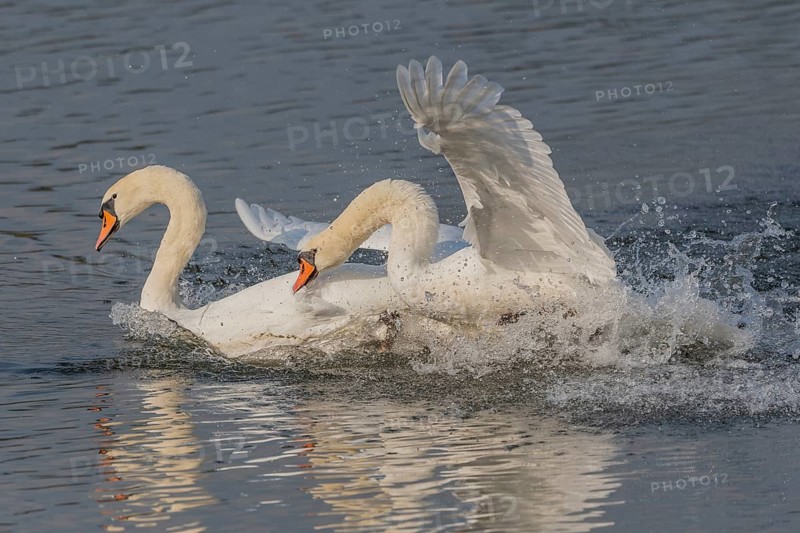 Swan chases rivals across a calm body of water. One of the swans squirts and brings life to the quiet scene. Bas rhin, Alsace, Grand Est, France