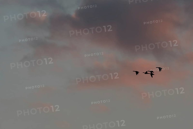 Birds fly in groups in the sky, which is painted in warm colors at sunset. Red and purple clouds add to the beauty of the scenery. Bas rhin, Alsace, Grand Est, France