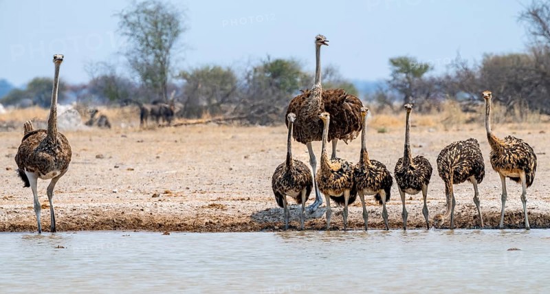 African ostrich (Struthio camelus), mother and six juvenile young animals, animal family, group drinking at the waterhole, Nxai Pan National Park, Botswana
