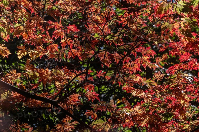Adenhut leaf maple (Acer japonicum aconitifolium), autumn leaves, Emsland, Lower Saxony, Germany
