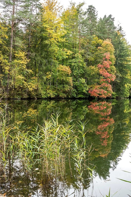 Autumn atmosphere, autumn-colored trees at Lake Mittersee, Füssen, Allgäu, Bavaria, Germany