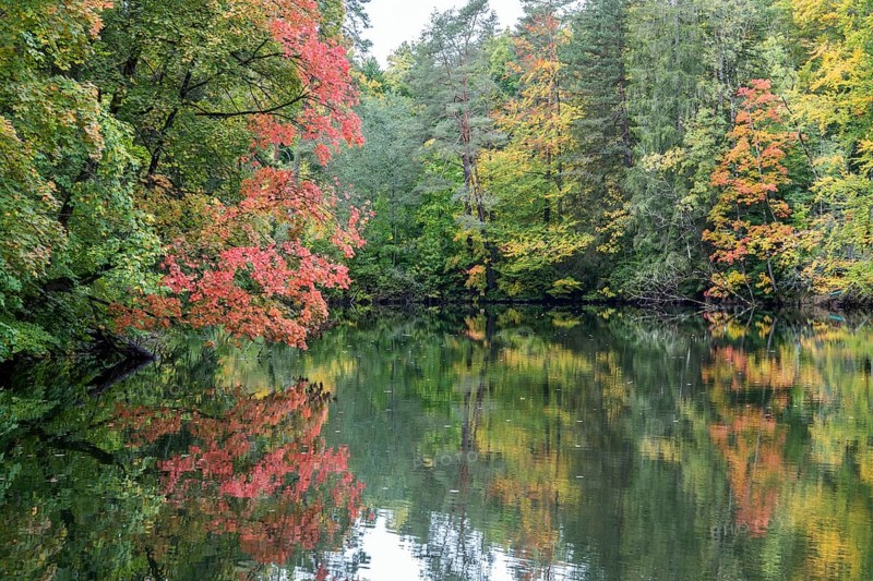 Autumn atmosphere, autumn-colored trees at Lake Mittersee, Füssen, Allgäu, Bavaria, Germany