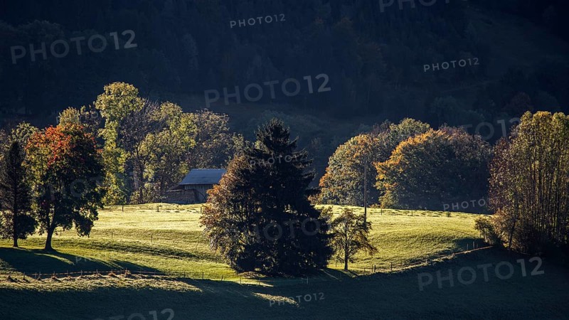 Atmospheric landscape with meadow and trees, near Hinang, Illertal, Oberallgäu, Allgäu, Bavaria, Germany