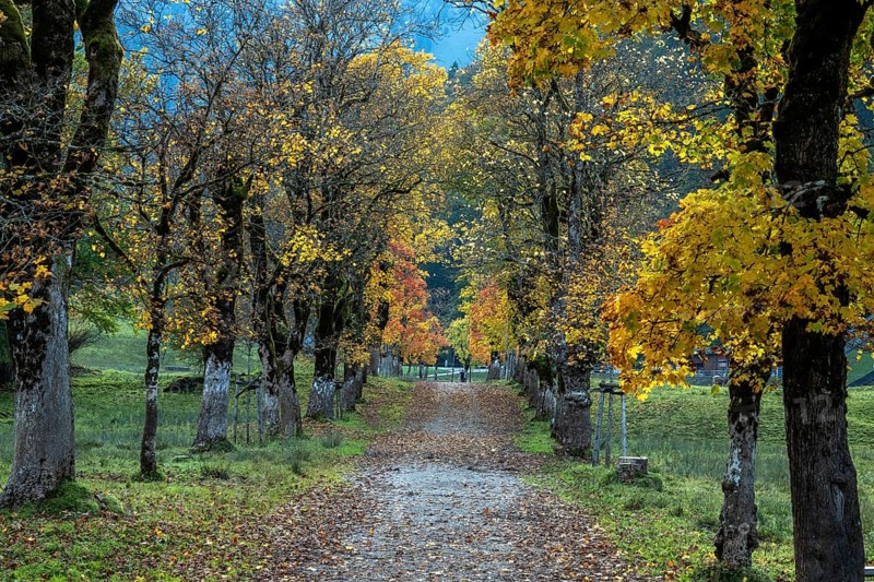 Autumn atmosphere, avenue with autumn-colored sycamore trees, Stillach Valley, near Heini-Klopfer Skiflugschanze, Oberstdorf, Oberallgäu, Allgäu, Bavaria, Germany