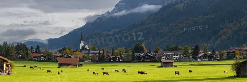 Cows, Allgäu brown cattle, pasture at sunrise, Loretto meadows, near Oberstdorf, Allgäu, Bavaria, Germany