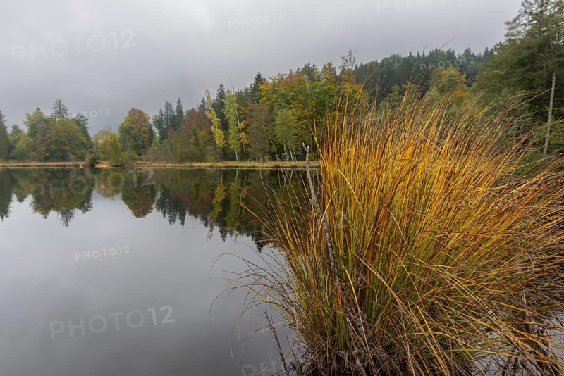 Pond rushes (Schönoplectus lacustris) in autumn colors, autumn at the moor pond near Oberstdorf, Oberallgäu, Allgäu, Bavaria, Germany