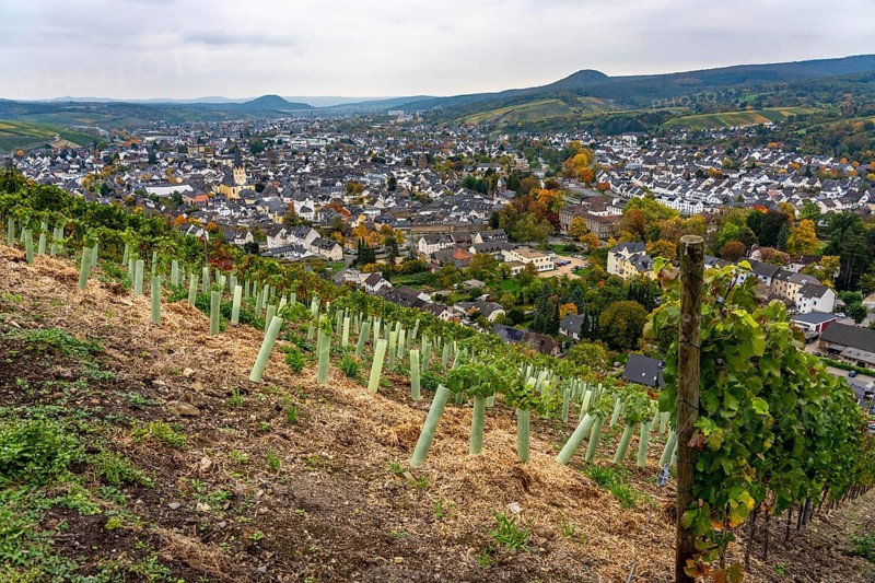 View of the old town of Ahrweiler, renovated, restored, partly rebuilt after the flood in the Ahr Valley in July 2021, vineyard, Rhineland-Palatinate