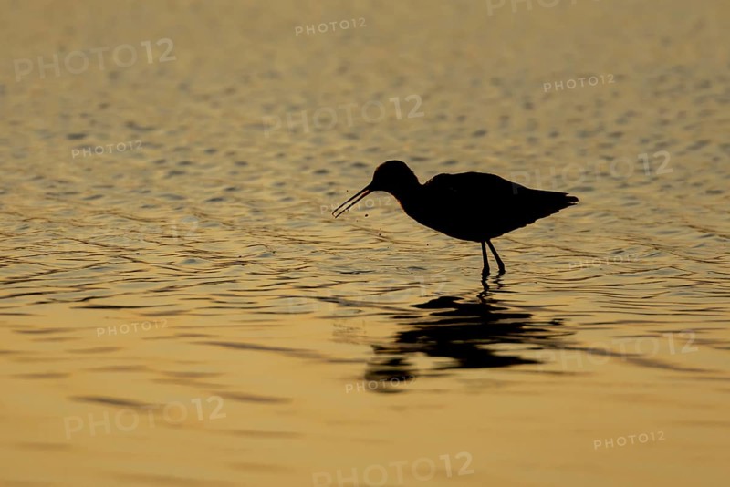 Spotted redshank (Tringa erythropus) silhouette of an adult wading bird feeding in a shallow lagoon at sunset, England, United Kingdom