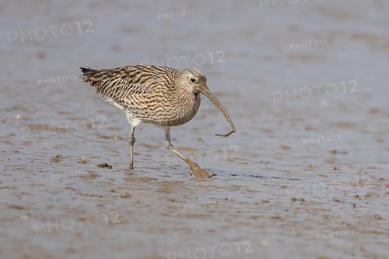 Eurasian curlew (Numenius arquata) adult wading bird on a coastal mudflat with a worm in its beak, England, United Kingdom