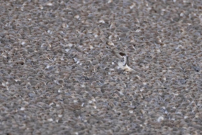 Red Knot (Calidris canutus) adult wading birds at high tide on a coastal shingle ridge, RSPB Snetisham nature reserve, Norfolk, England, United Kingdom