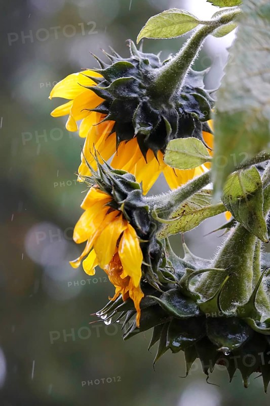 Sunflower with raindrops, rainy weather, Germany