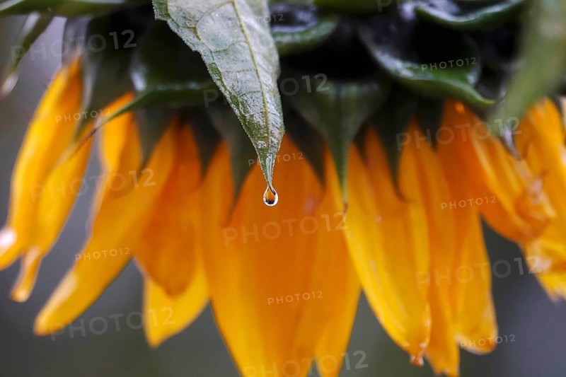 Sunflower with raindrops, rainy weather, Germany