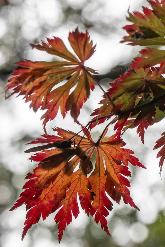 Adenhut leaf maple (Acer japonicum aconitifolium), autumn leaves, Emsland, Lower Saxony, Germany