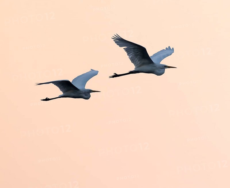 Great egret (Ardea alba) two herons flying in front of sky in warm orange morning light, Lower Saxony, Germany
