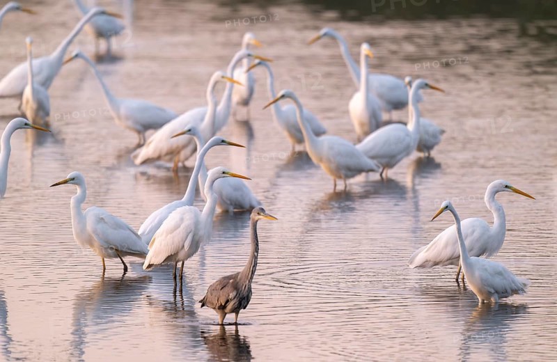 Great egret (Ardea alba), many herons and a gray heron (Ardea cinerea) stand in the shallow water zone of a lake, reddish colored water from early morning light, Lower Saxony, Germany