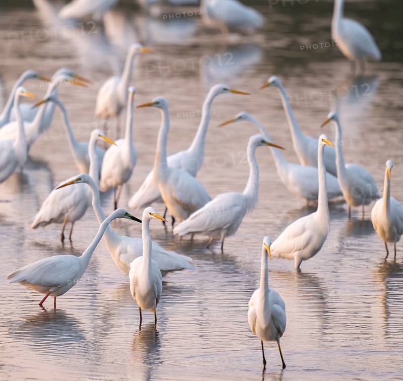 Great egret (Ardea alba), many herons stand in the shallow water zone of a lake, reddish colored water from early morning light, Lower Saxony, Germany