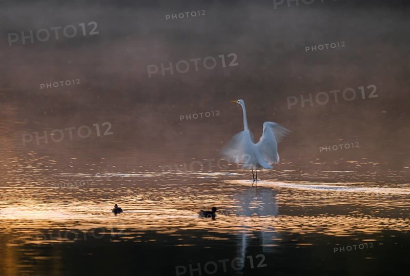 Great egret (Ardea alba) stands with wings spread out in warm, orange morning light in the shallow water zone of a lake, clouds of fog over the water, motion blur, long exposure, pull, swipe effect, Lower Saxony, Germany