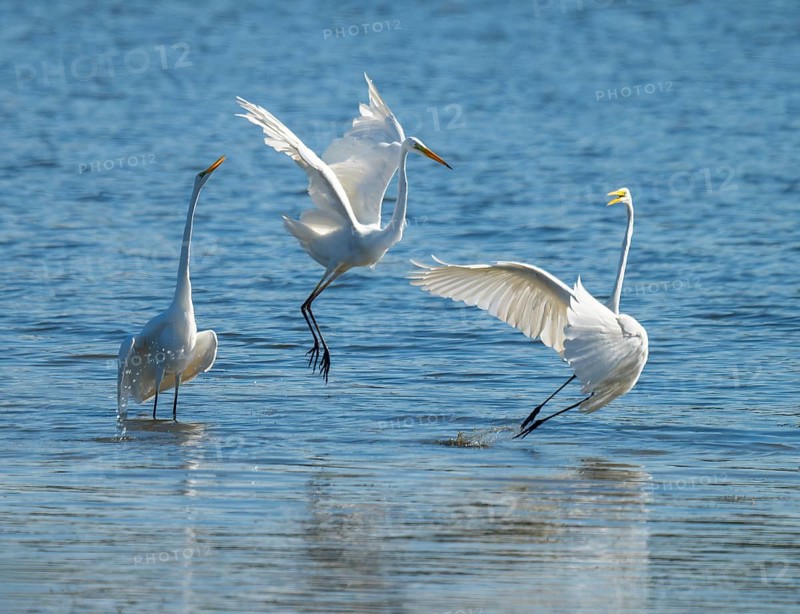 Great egret (Ardea alba), three herons fighting in the shallow water zone of a lake, dispute, blue water, Lower Saxony, Germany