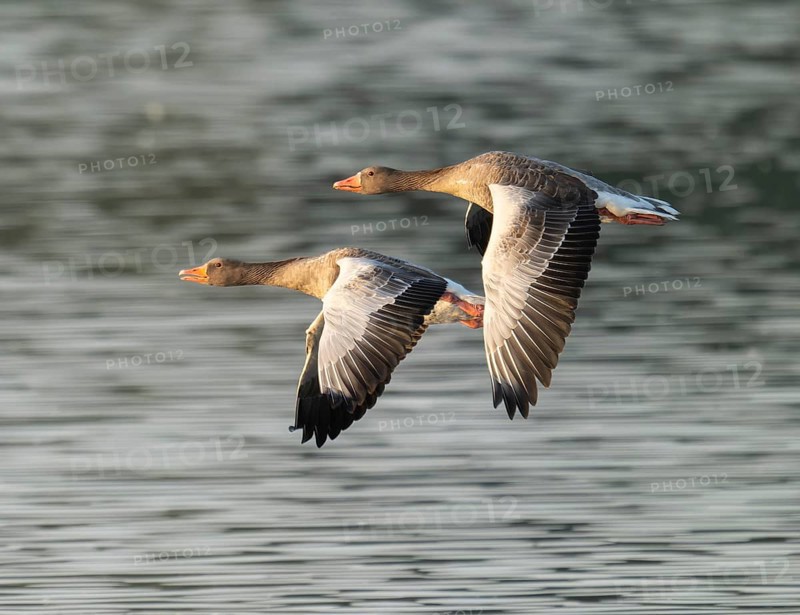 Grey goose (Anser anser), two gray geese flying over a body of water in early warm morning light, Lower Saxony, Germany