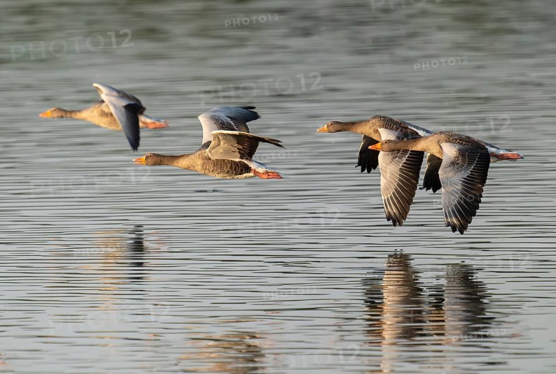Grey goose (Anser anser), gray geese flying over a body of water in early warm morning light, Lower Saxony, Germany