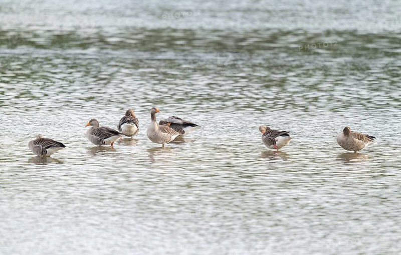 Grey goose (Anser anser), gray geese are in the shallow water zone of a body of water, Lower Saxony, Germany