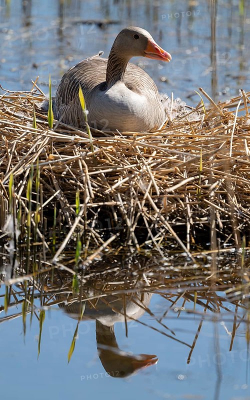 Grey goose (Anser anser) sitting on the nest and breeding, blue water, Lower Saxony, Germany