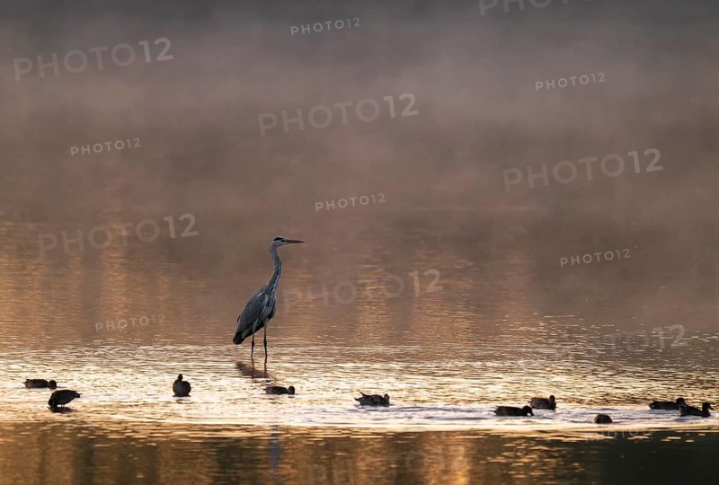 Grey heron (Ardea cinerea) stands in warm morning light in the shallow water zone of a lake, clouds of fog over the water, Lower Saxony, Germany
