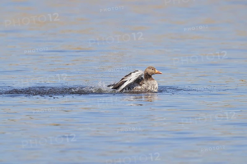 Greylag goose (Anser anser), flapping its wings on a pond, Wagbachniederung nature reserve, Waghäusel, Baden-Württemberg, Germany
