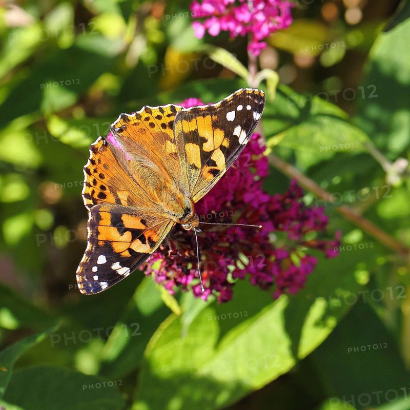 Thistle butterfly (Vanessa cardui) on a Buddleja davidii flower, Wilnsdorf, North Rhine-Westphalia, Germany