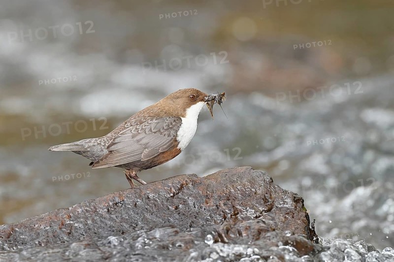 White-throated Dipper (Cinclus cinclus) standing with prey on a stone in the middle of a stream, the only native songbird that can also dive, wildlife, native nature, Wilnsdorf, North Rhine-Westphalia, Germany