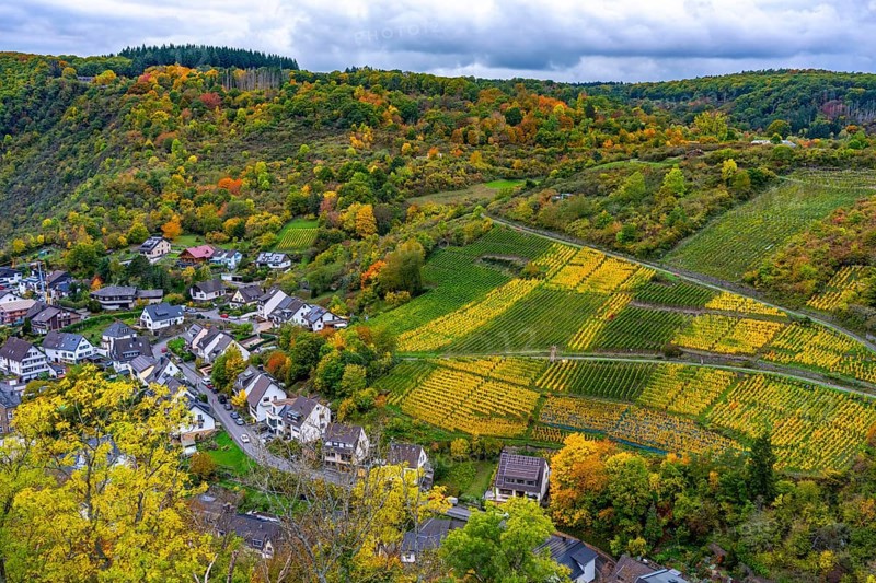 Vineyards in autumn in the central Ahr valley, near Altenahr, Rhineland-Palatinate