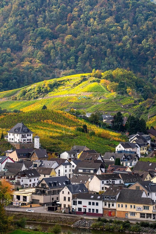 Vineyards in autumn in the central Ahr valley, near Mayschoß, Rhineland-Palatinate