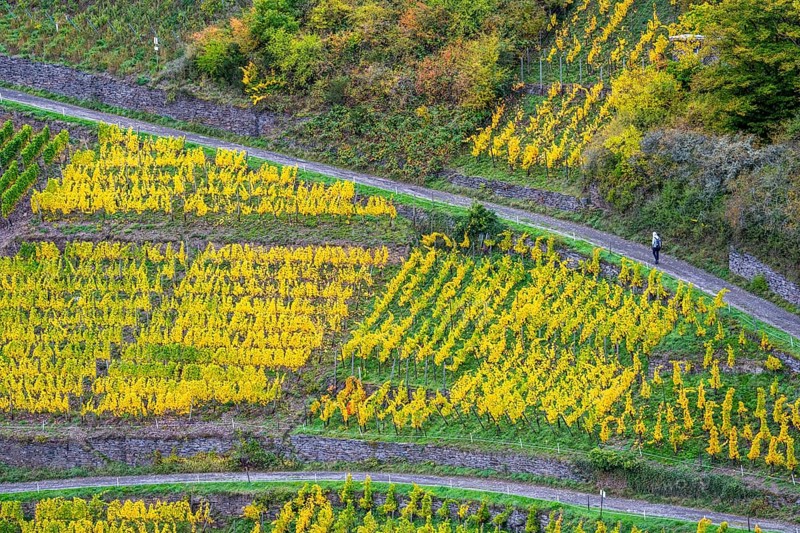 Vineyards in autumn in the central Ahr valley, near Altenahr, Rhineland-Palatinate