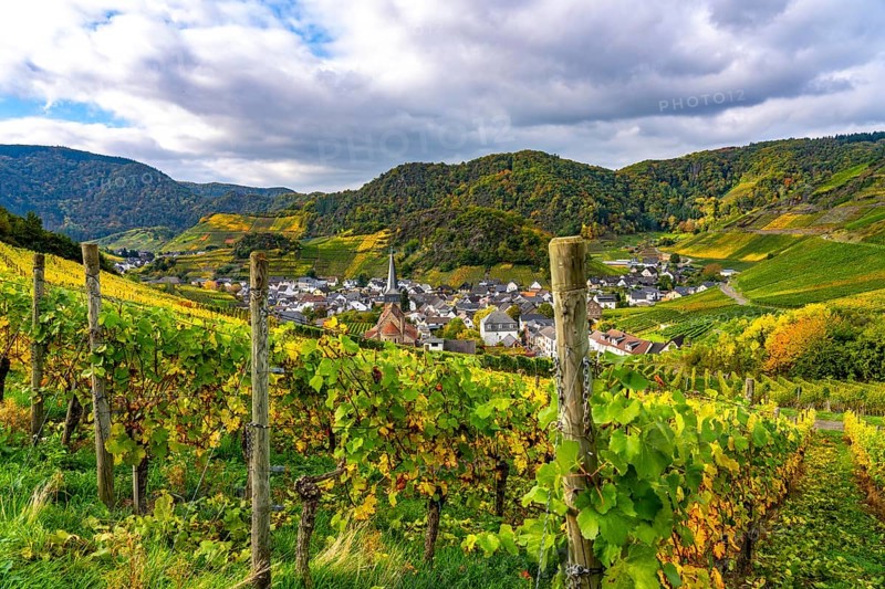 Vineyards in autumn in the central Ahr valley, near Mayschoß, Rhineland-Palatinate