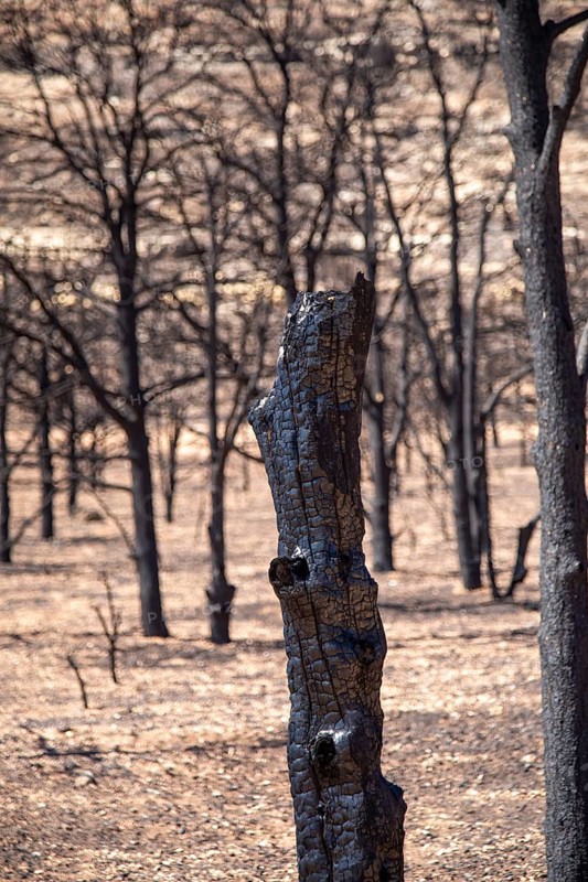 Jacob Lake, Arizona - Burned trees from the White Sage Fire. The wildfire burned 60, 000 acres north of the Grand Canyon in Kaibab National Forest