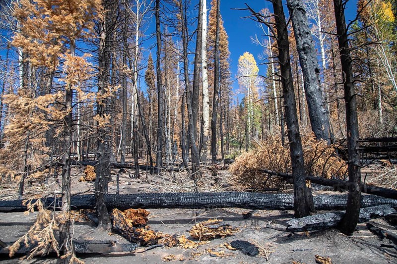 Jacob Lake, Arizona - Burned trees from the Dragon Bravo Fire. The wildfire burned 145, 000 acres on the north rim of the Grand Canyon and in Kaibab National Forest