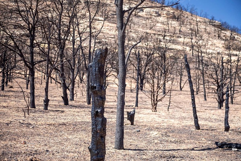 Jacob Lake, Arizona - Burned trees from the White Sage Fire. The wildfire burned 60, 000 acres north of the Grand Canyon in Kaibab National Forest