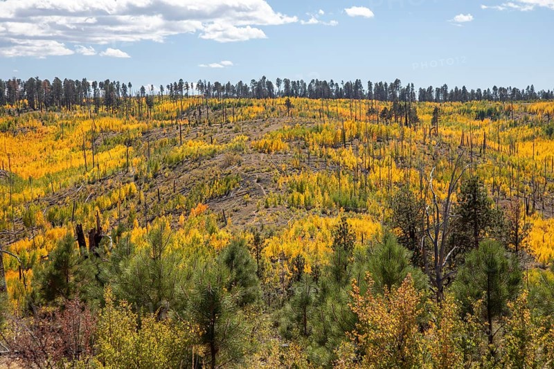 Jacob Lake, Arizona - Aspens show their brilliant fall colors as they revegetate the area burned by the Warm Fire in 2006. That wildfire burned 60, 000 acres north of the Grand Canyon in Kaibab National Forest