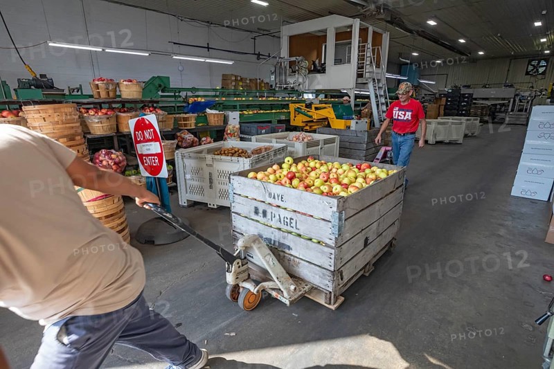 Berrien Springs, Michigan - Fresh apples are sorted and packed at Hildebrand Fruit Farms. Michigan is the second-largest grower of apples in the United States