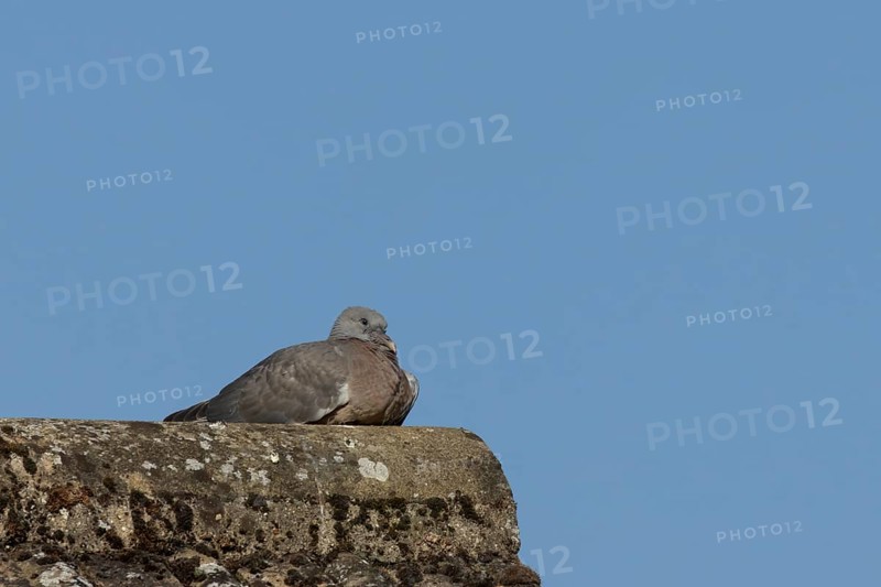 Wood pigeon (Columba palumbus) juvenile baby squab bird resting on an urban house roof, England, United Kingdom