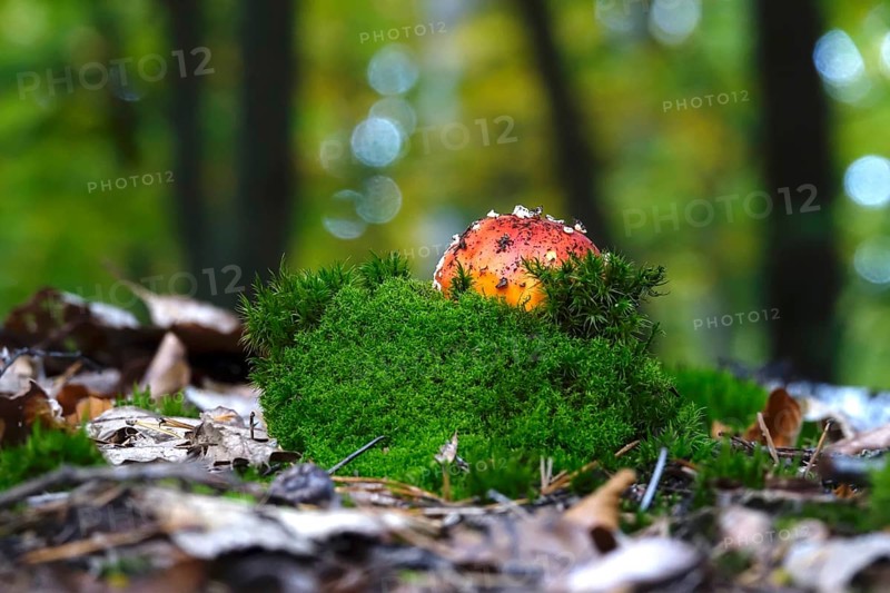 Fairytale toadstool, autumn, Germany