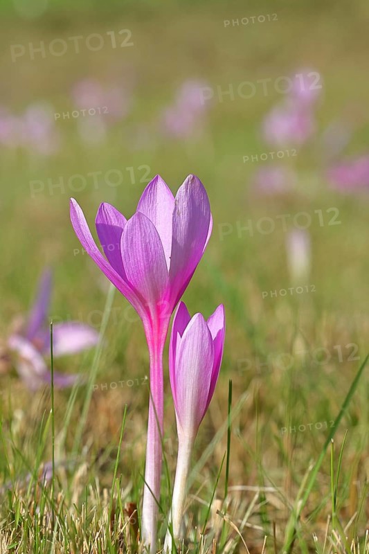 Autumn crocus (Colchicum autumnale), half-opened flowers in a meadow, endangered, protected poisonous plant species, native nature, wet meadow, autumn messenger, season, autumn, bulbous plant, poisonous plant, Wilnsdorf, North Rhine-Westphalia, Germany